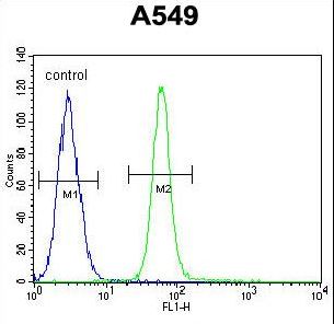ZMYND10 Antibody - ZMYND10 Antibody flow cytometry of A549 cells (right histogram) compared to a negative control cell (left histogram). FITC-conjugated goat-anti-rabbit secondary antibodies were used for the analysis.