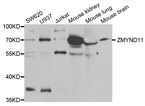 ZMYND11 / BS69 Antibody - Western blot analysis of extracts of various cell lines.