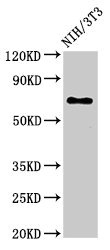 ZMYND11 / BS69 Antibody - Western Blot Positive WB detected in:NIH/3T3 whole cell lysate All Lanes:ZMYND11 antibody at 3µg/ml Secondary Goat polyclonal to rabbit IgG at 1/50000 dilution Predicted band size: 71,65,67,61 KDa Observed band size: 71 KDa