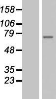 ZMYND11 / BS69 Protein - Western validation with an anti-DDK antibody * L: Control HEK293 lysate R: Over-expression lysate