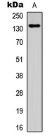 ZMYND8 / RACK7 Antibody - Western blot analysis of RACK7 expression in HeLa (A) whole cell lysates.