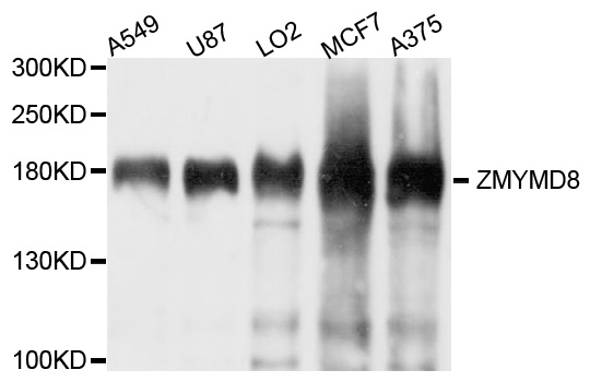 ZMYND8 / RACK7 Antibody - Western blot analysis of extract of various cells.