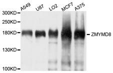 ZMYND8 / RACK7 Antibody - Western blot analysis of extract of various cells.