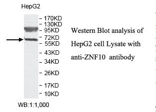 ZNF10 / KOX1 Antibody