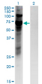 ZNF10 / KOX1 Antibody - Western Blot analysis of ZNF10 expression in transfected 293T cell line by ZNF10 monoclonal antibody (M03), clone 1E1.Lane 1: ZNF10 transfected lysate (Predicted MW: 66.5 KDa).Lane 2: Non-transfected lysate.