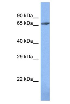 ZNF12 Antibody - ZNF12 antibody Western Blot of 721_B. Antibody dilution: 1 ug/ml.  This image was taken for the unconjugated form of this product. Other forms have not been tested.