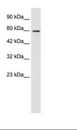 ZNF12 Antibody - HepG2 Cell Lysate.  This image was taken for the unconjugated form of this product. Other forms have not been tested.