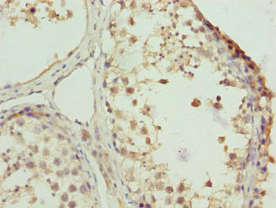 ZNF131 Antibody - Immunohistochemistry of paraffin-embedded human testis tissue using ZNF131 Antibody at dilution of 1:100