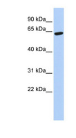 ZNF133 Antibody - ZNF133 antibody Western blot of 721_B cell lysate. This image was taken for the unconjugated form of this product. Other forms have not been tested.