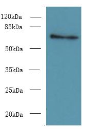 ZNF133 Antibody - Western blot. All lanes: ZNF133 antibody at 5 ug/ml+ HeLa whole cell lysate Goat polyclonal to rabbit at 1:10000 dilution. Predicted band size: 73 kDa. Observed band size: 73 kDa.