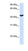 ZNF134 Antibody - ZNF134 antibody Western blot of 293T cell lysate. This image was taken for the unconjugated form of this product. Other forms have not been tested.