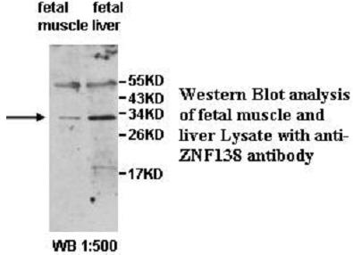 ZNF138 Antibody