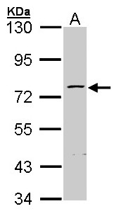 ZNF143 / STAF Antibody - Sample (30 ug of whole cell lysate). A: Hep G2. 7.5% SDS PAGE. ZNF143 antibody diluted at 1:1000.