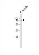 ZNF143 / STAF Antibody - Western blot of lysate from zebra fish muscle tissue lysate with (DANRE) znf143 Antibody. Antibody was diluted at 1:1000. A goat anti-rabbit IgG H&L (HRP) at 1:5000 dilution was used as the secondary antibody. Lysate at 35 ug.