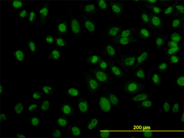 ZNF143 / STAF Antibody - Immunofluorescence of monoclonal antibody to ZNF143 on HeLa cell (antibody concentration 10 ug/ml).