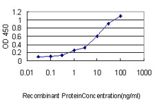 ZNF143 / STAF Antibody - Detection limit for recombinant GST tagged ZNF143 is approximately 0.1 ng/ml as a capture antibody.