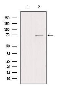 ZNF143 / STAF Antibody