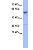 ZNF146 Antibody - ZNF146 antibody Western blot of MCF7 Cell lysate. Antibody concentration 1 ug/ml. This image was taken for the unconjugated form of this product. Other forms have not been tested.