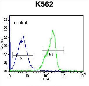 ZNF146 Antibody - ZNF146 Antibody flow cytometry of K562 cells (right histogram) compared to a negative control cell (left histogram). FITC-conjugated goat-anti-rabbit secondary antibodies were used for the analysis.