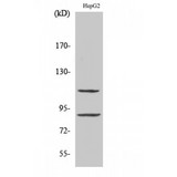 ZNF148 / ZBP-89 Antibody - Western blot of ZBP-89 antibody