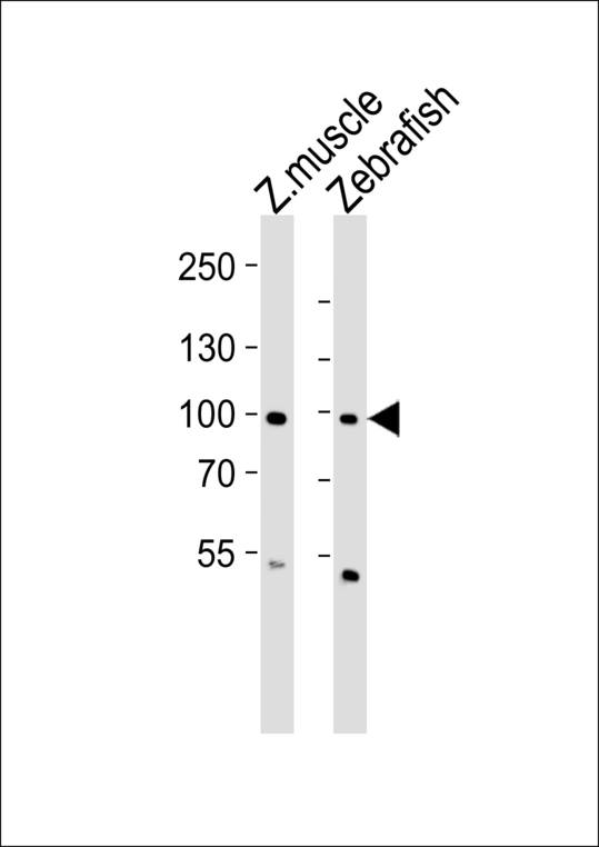 ZNF148 / ZBP-89 Antibody - Western blot of lysates from zebra fish muscle, Zebrafish tissue lysate (from left to right) with (DANRE) znf148 Antibody. Antibody was diluted at 1:1000 at each lane. A goat anti-rabbit IgG H&L (HRP) at 1:5000 dilution was used as the secondary antibody. Lysates at 35 ug per lane.