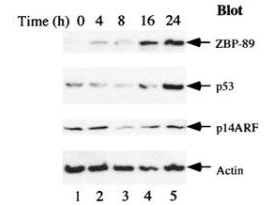 ZNF148 / ZBP-89 Antibody - Anti-ZBP-89 Antibody - Western Blot. Serum starvation induces ZBP-89 and p53 expression. AGS (gastric carcinoma) cells were cultured in serum-free F-12 medium for the indicated times, and western blots were used to detect the expression profiles of ZBP-89, p53, and p14ARF. Blotting was with Rabbit-anti-ZBP-89 antibody. For detection use HRP conjugated Gt-anti-Rabbit IgG MX10 (LS-C60865). See Bai and Merchant (2001) for additional details.