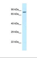 ZNF148 / ZBP-89 Antibody - Western blot of Mouse Heart. Zfp148 antibody dilution 1.0 ug/ml.  This image was taken for the unconjugated form of this product. Other forms have not been tested.