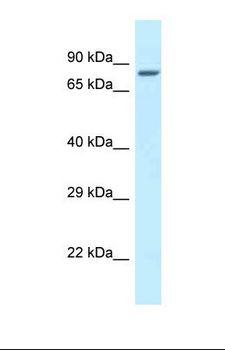 ZNF148 / ZBP-89 Antibody - Western blot of Mouse Heart. Zfp148 antibody dilution 1.0 ug/ml.  This image was taken for the unconjugated form of this product. Other forms have not been tested.