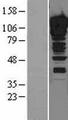 ZNF148 / ZBP-89 Protein - Western validation with an anti-DDK antibody * L: Control HEK293 lysate R: Over-expression lysate
