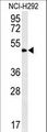 ZNF154 Antibody - ZNF154 Antibody western blot of NCI-H292 cell line lysates (35 ug/lane). The ZNF154 antibody detected the ZNF154 protein (arrow).