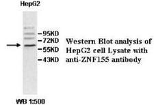 ZNF155 Antibody