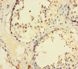 ZNF165 Antibody - Immunohistochemistry of paraffin-embedded human testis tissue using ZNF165 Antibody at dilution of 1:100