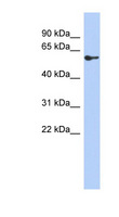 ZNF165 Antibody - ZNF165 antibody Western blot of NCI-H226 cell lysate. This image was taken for the unconjugated form of this product. Other forms have not been tested.