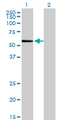 ZNF165 Antibody - Western Blot analysis of ZNF165 expression in transfected 293T cell line by ZNF165 monoclonal antibody (M02), clone 2B8.Lane 1: ZNF165 transfected lysate(55.8 KDa).Lane 2: Non-transfected lysate.