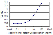 ZNF165 Antibody - Detection limit for recombinant GST tagged ZNF165 is 0.3 ng/ml as a capture antibody.