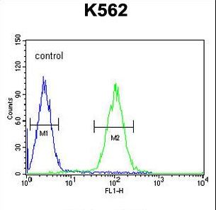 ZNF169 Antibody - ZN169 Antibody flow cytometry of K562 cells (right histogram) compared to a negative control cell (left histogram). FITC-conjugated goat-anti-rabbit secondary antibodies were used for the analysis.