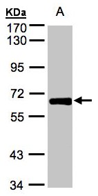ZNF169 Antibody - Sample (30 ug whole cell lysate). A: HeLa S3. 7.5% SDS PAGE. ZNF169 antibody diluted at 1:500