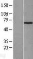ZNF169 Protein - Western validation with an anti-DDK antibody * L: Control HEK293 lysate R: Over-expression lysate