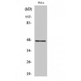 ZNF174 Antibody - Western blot of AW-1 antibody