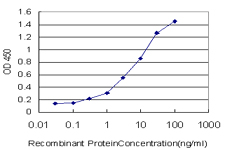 ZNF174 Antibody - Detection limit for recombinant GST tagged ZNF174 is approximately 0.3 ng/ml as a capture antibody.