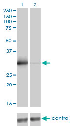 ZNF174 Antibody - Western blot analysis of ZNF174 over-expressed 293 cell line, cotransfected with ZNF174 Validated Chimera RNAi (Lane 2) or non-transfected control (Lane 1). Blot probed with ZNF174 monoclonal antibody (M01), clone 2D7-E9 . GAPDH ( 36.1 kDa ) used as specificity and loading control.