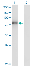 ZNF175 Antibody - Western Blot analysis of ZNF175 expression in transfected 293T cell line by ZNF175 monoclonal antibody (M01), clone 1C2.Lane 1: ZNF175 transfected lysate(81.6 KDa).Lane 2: Non-transfected lysate.