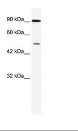 ZNF175 Antibody - Jurkat Cell Lysate.  This image was taken for the unconjugated form of this product. Other forms have not been tested.