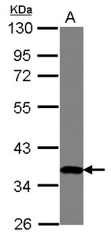 ZNF177 / PIGX Antibody - Sample (30 ug of whole cell lysate) A: U87-MG 10% SDS PAGE ZNF177 antibody diluted at 1:1000