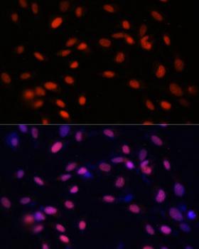 ZNF177 / PIGX Antibody - Immunofluorescence analysis of NIH/3T3 cells using ZNF177 Polyclonal Antibody at dilution of 1:100.Blue: DAPI for nuclear staining.