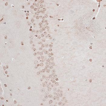 ZNF177 / PIGX Antibody - Immunohistochemistry of paraffin-embedded Mouse brain using ZNF177 Polyclonal Antibody at dilution of 1:100 (40x lens).