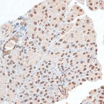 ZNF177 / PIGX Antibody - Immunohistochemistry of paraffin-embedded Mouse pancreas using ZNF177 Polyclonal Antibody at dilution of 1:100 (40x lens).