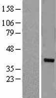ZNF177 / PIGX Protein - Western validation with an anti-DDK antibody * L: Control HEK293 lysate R: Over-expression lysate