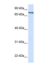 ZNF180 Antibody - ZNF180 antibody Western blot of 293T cell lysate. This image was taken for the unconjugated form of this product. Other forms have not been tested.
