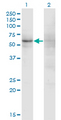 ZNF180 Antibody - Western Blot analysis of ZNF180 expression in transfected 293T cell line by ZNF180 monoclonal antibody (M01), clone 4F3.Lane 1: ZNF180 transfected lysate(79.3 KDa).Lane 2: Non-transfected lysate.